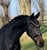 Annonce cheval