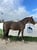 Horse ad
