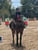 Annonce cheval