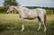 Horse ad