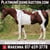 Horse ad