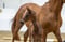 Annuncio cavallo