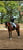 Horse ad