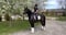 Annuncio cavallo