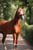 Annuncio cavallo