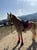 Horse ad