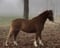 Horse ad