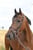 Horse ad