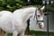 Annuncio cavallo