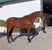 Anuncio de caballos