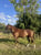 Anuncio de caballos