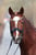 Horse ad