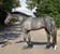 Annonce cheval