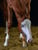 Annuncio cavallo