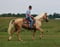 Horse ad