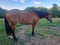 Annuncio cavallo