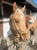 Anuncio de caballos