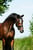 Annonce cheval