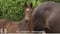 Annonce cheval