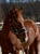 Horse ad