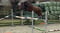 Horse ad