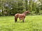 Horse ad