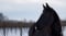 Horse ad
