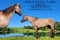Annuncio cavallo