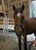 Horse ad