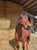 Horse ad