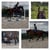 Annuncio cavallo