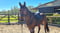 Horse ad