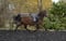 Horse ad