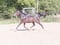 Horse ad