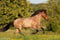 Annuncio cavallo