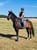 Annuncio cavallo
