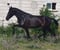 Horse ad