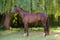 Horse ad