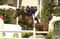 Horse ad