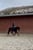 Horse ad