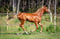 Horse ad