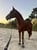 Horse ad