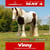Horse ad