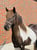 Anuncio de caballos