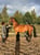 Pferdeinserat
