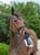 Annuncio cavallo