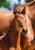 Annuncio cavallo