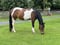 Annuncio cavallo