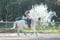 Horse ad