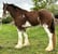 Horse ad
